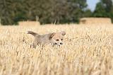 CORGI PEMBROKE 093